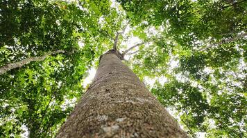 Photo of a tree trunk with green leaves and illuminated by sunlight. Photo taken from a bottom to top angle