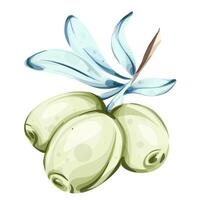 Exploring the beauty of olives and olive oil through delicate watercolor illustrations inspired by Italian cuisine and nature vector