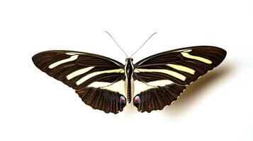 Elegant zebra longwing butterfly with striking black and yellow wings on white background photo