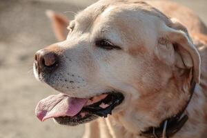 Closeup of a golden labrador retriever, panting with its tongue hanging out, enjoying the sunny outdoors and relishing the warmth of a beautiful summer day photo