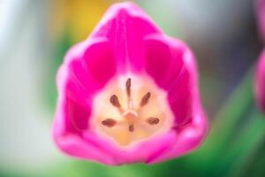 Macro photo of tulip, top view, structure of flower, pistil and stamens
