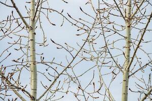 Poplar branches are growing towards the sky in early spring season, displaying small buds and delicate new growth against a soft blue background photo