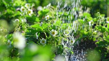 strawberry bush with white flowers, watered from a watering can, water drops in the rays of the sun, summer, strawberry blossoms in the garden photo