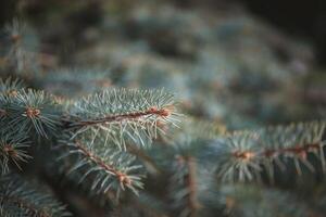 Sunlight filtering through the branches of green spruce highlights the intricate textures and patterns of needles and cones, creating a serene winter scene in nature photo