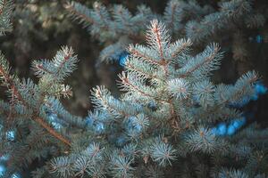 Sunlight filtering through the branches of colorado blue spruce highlights the intricate textures and patterns of needles and cones, creating a serene winter scene in nature photo