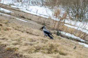 Hooded crow stands on the ground with food in its beak, in a winter landscape with snow, dry grass, and trees in the background, showcasing the bird's foraging behavior in cold weather photo
