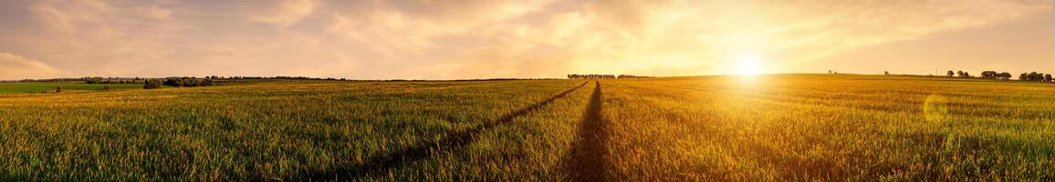 A field with a sun setting over it photo