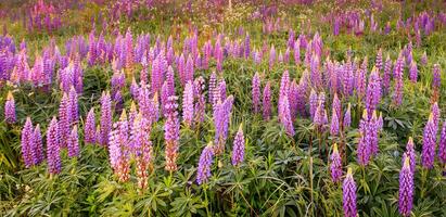 A field of purple flowers in the middle of a field photo