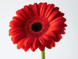 Vibrant red gerbera daisy on white background photo