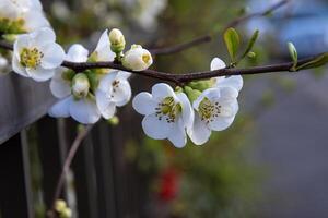 White fruit tree blossoms blooming on a branch along a fence with blurred cars and road in the background. Apple flowers in full bloom with blurred urban background. Spring in the city 02 photo