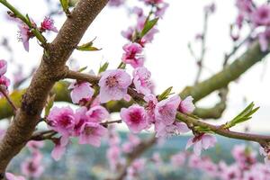Closeup of delicate pink blossoms bloom on a thin cherry tree branch against a pale sky background. Soft pink fruit tree flowers and buds under a cloudy sky. Selective focus. Copy space 04 photo