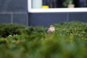 One small sparrow perched on green bush in the public park in Berlin.Bird life in the urban settings. Selective focus. Blurred background. Copy space 02 photo