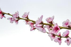 Closeup of delicate pink blossoms bloom on a thin cherry tree branch against a pale sky background. Soft pink fruit tree flowers and buds under a cloudy sky. Selective focus. Copy space 08 photo