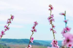 Pink flowers against sky. Vertical cherry blossoms reaching into a soft spring sky with scenic countryside in the blurred background. Germany, Bavaria. Copy space. Selective focus 02 photo