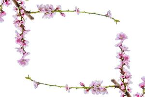 Rectangular floral frame made of blooming pink cherry branches isolated on white background, Minimalistic sakura blossom border. Fruit tree flowers. Copy space 02 photo