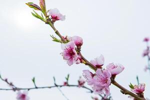 Closeup of delicate pink blossoms bloom on a thin cherry tree branch against a pale sky background. Soft pink fruit tree flowers and buds under a cloudy sky. Selective focus. Copy space 07 photo