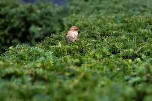 One small sparrow perched on green bush in the public park in Berlin.Bird life in the urban settings. Selective focus. Blurred background. Copy space 03 photo