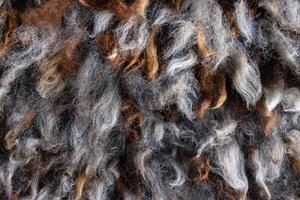 Closeup of natural alpaca wool fleece in shades of brown, gray, and white. Detailed texture of mixed color fibers. Sustainable resources, felting craftsmanship, design, warmth concept. 01 photo