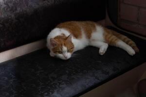 A red-haired domestic cat lies resting on a brown sofa. photo