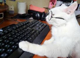 A white smart business cat with glasses is working at a computer in the office photo