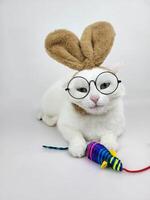 A white cat with glasses and brown Easter bunny ears holds a toy mouse in its paws. Ears in mocha mousse photo