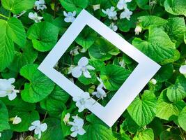 White flowers fragrant garden violet in a white cardboard frame on a background of green fresh leaves. photo