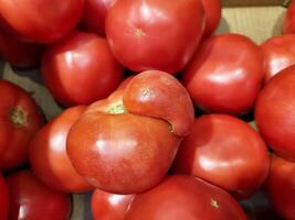 A red ugly tomato is lying with others on the store counter photo