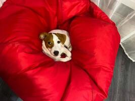 A tired little Jack Russell puppy is lying on a red pillow photo
