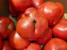 A red ugly tomato, is lying with others on the store counter photo
