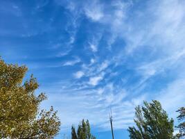 Trees and a floodlight lighting mast against a blue sky with feathery clouds photo