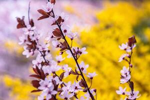 Vivid pink cherry blossoms and bright yellow forsythia flowers in full bloom capture the vibrant colors and joy of early spring in a natural garden setting. Selective focus 03 photo