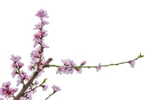 Closeup of delicate pink blossoms bloom on a thin cherry tree branch against a pale sky background. Soft pink fruit tree flowers and buds under a cloudy sky. Selective focus. Copy space 10 photo