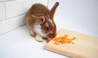 A brown rabbit sits and chews a carrot. A cute fluffy Easter bunny on a white background embodies the concept of Easter photo