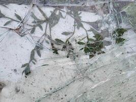Broken glass is lying on the green spring grass for recycling photo