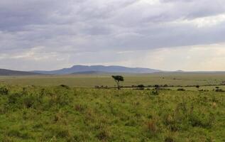 Lonely tree standing in the african savanna in the distance under a cloudy sky photo