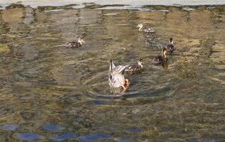 Mother Duck Diving in Water While Ducklings Swim in Iceland photo