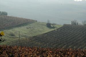 vineyards on the hills of the Langhe in autumn in the wine season photo