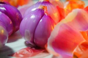 Macro Photography purple shallot close up. Shallot cloves with layered skin. Aromatic tubers with layered membranes. Studio shot. Graphic Resources. Plants Closeup. Copy space photo
