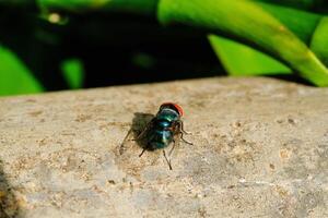Macrophotography Blue Bottle fly on wall. Animal in Closeup shot perched on a cement wall. Insects in the wild. Bugs on the leaves. Graphic Design. Copy space. Pest in the wild photo