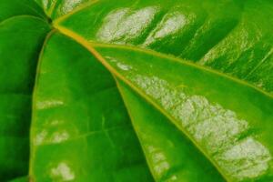 Abstract natural leaves Piper betle backgrounds. Green betel leaves have curved or cervinervis type leaf veins. Macrophotography of plants. Shiny and textured leaf surface. Leaf Closeup. Text space. photo