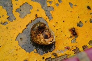 Tiny hermit crab upside down with peeling paint floor background. Macrophotography of Hermit crab. Shiny and textured shell. Animal Closeup. Negatice space. Crustacea in Macro photo