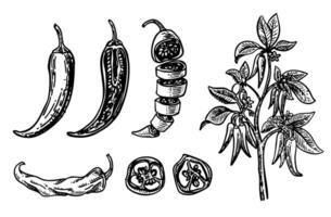 Set of hand drawn Chili with various shapes of cuts and plant vector