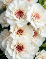 Close up of elegant white carnation flowers with a reddish center in full bloom photo