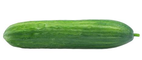 One smooth cucumber isolate on white. Vegetable, cucumber. photo