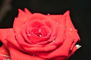 Macro photography of red rose flower petals with water droplets 3 photo
