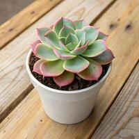 Echeveria Succulent in White Pot on Wooden Table, Vibrant Green Rosette with Pink Tips photo