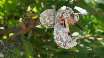Custard apple fruit hanging on the branch of tree. Torn and damaged fruit. Aphids are feeding on the whole fruit. Background of green leaves. photo