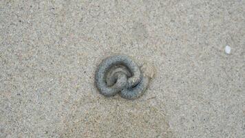 Above view of sand tracks dug out by crabs form long. curved coils on the wet sand. photo
