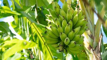 Raw of dwarf honey banana hanging on the tree. Bright green colors in the morning sunlight. Produces large clusters and produces large fruits. The flesh is soft and fine. photo
