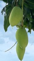 Cluster of unripe of name Barracuda Mango hanging from a tree. Background of blue sky. Mangoes are oval and light green indicating they are not yet ripe. Scene is natural and tropical. photo